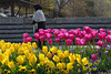 Tulips in the Park