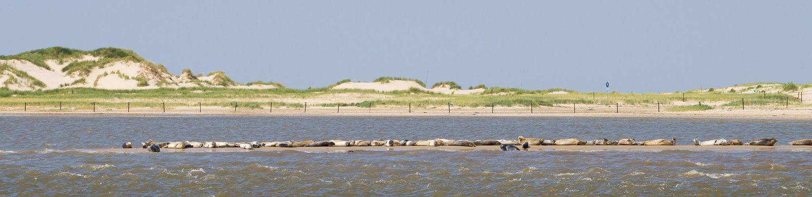 Seehunde vor Nerderney DSC02213