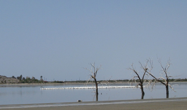 Salton Sea Red Hill Marina Pelicans (0847a)