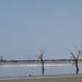 Salton Sea Red Hill Marina Pelicans (0847a)