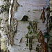 Betula alba - Ecorce