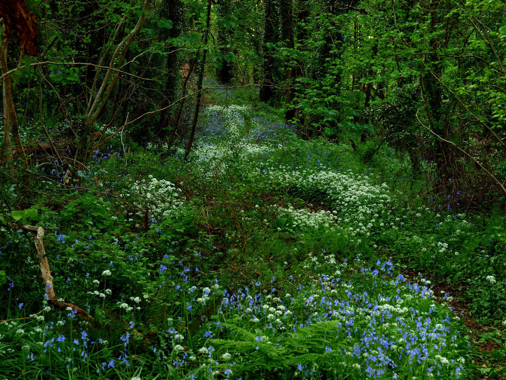 Bluebell Woods