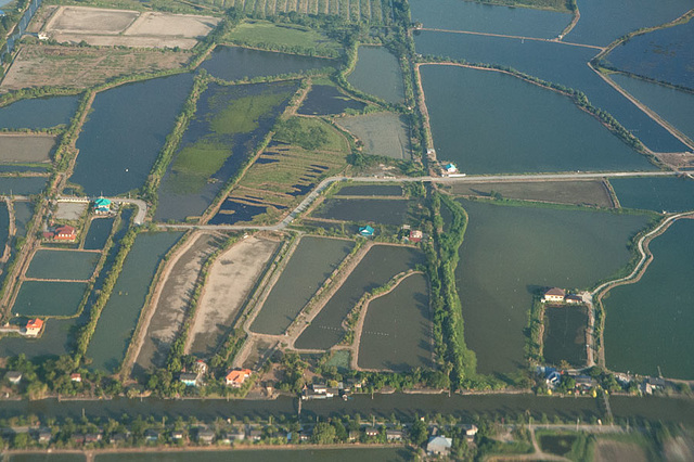 Rice fields in southern Thailand