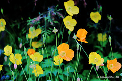 The dreaded Californian poppies adding a splash of colour to the courtyard garden