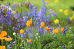 The dreaded Californian poppies adding a splash of colour to the courtyard garden