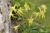 Aquilegia Chrysantha "Yellow Queen"