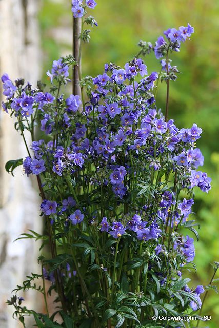 "Polemonium", "Purple", "Rain", "Yezoense:"