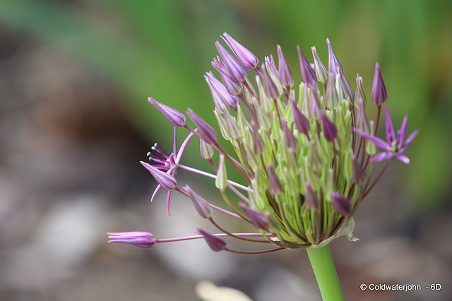 Garlic in Flower?