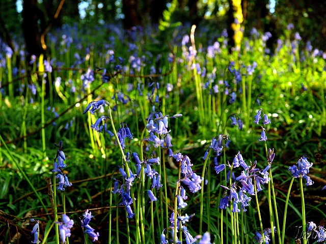 Bluebell Woods