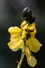 Palmenblüte (Wilhelma)