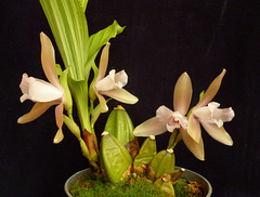 Lycaste tricolor