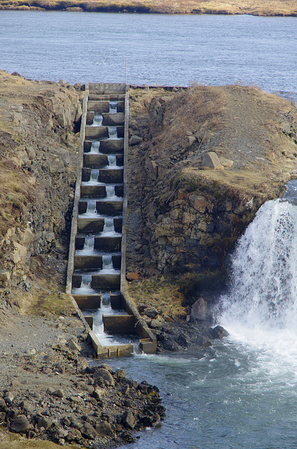 salmon ladder