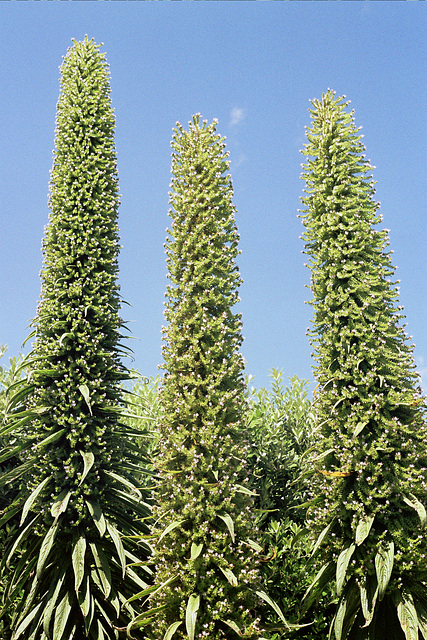 Three giant echiums