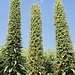 Three giant echiums