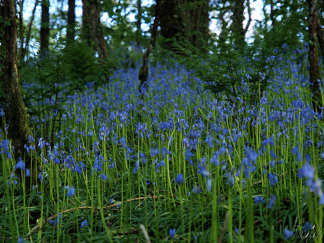 Bluebell Woods