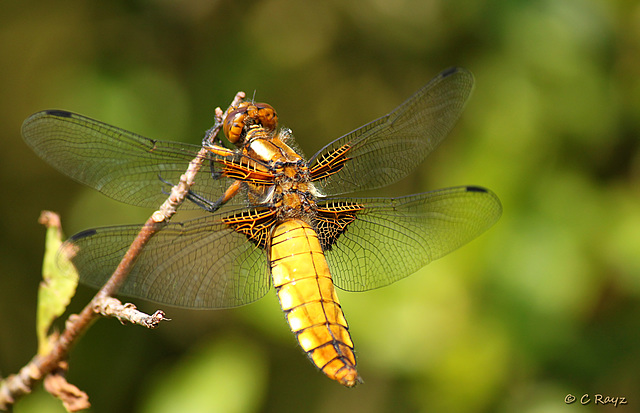 Broad-bodied Chaser