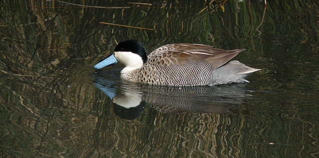 Puna Teal