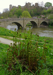 Dinham Bridge