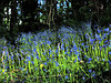 Bluebell Woods