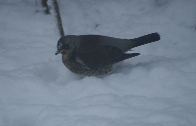 gbww - fieldfare with attitude