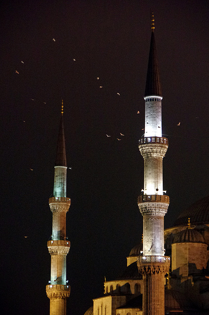 minarets and gulls