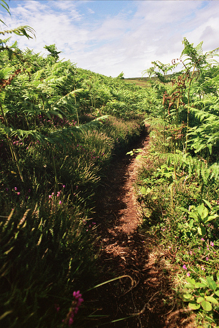 peaty cliff path