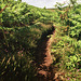 peaty cliff path