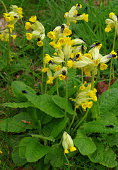 Cowslips 2