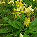 Cowslips 2