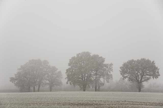 Silhouettes dans le brouillard