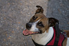 Jack Russell Terrier Rico DSC02312.jpg