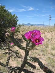 Chollo cactus and Pedernal, Ghost Ranch