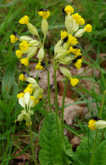 Cowslips 1