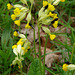 Cowslips 1