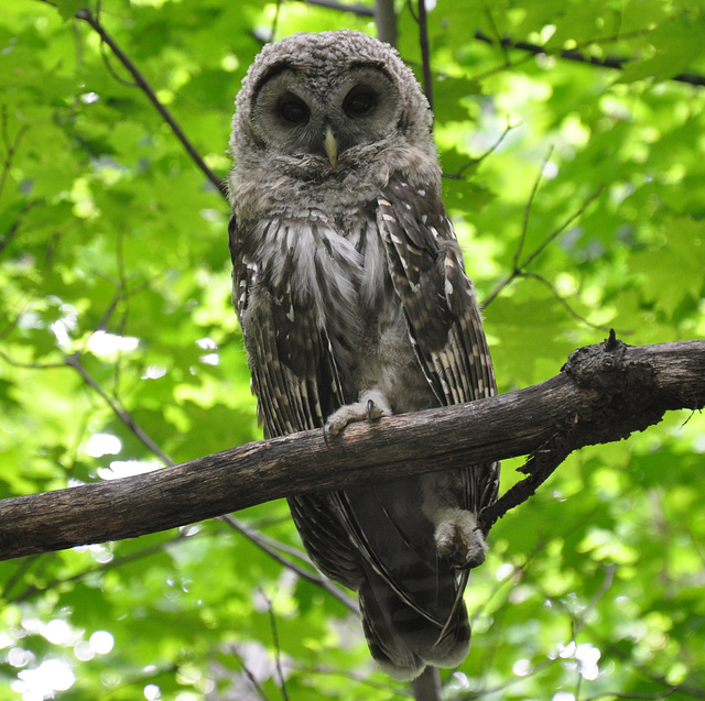 barred owl