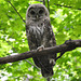 barred owl