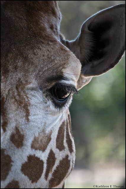Giraffe eyelashes