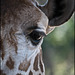 Giraffe eyelashes