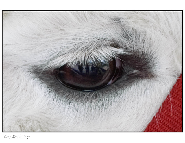 Llama eye with reflection