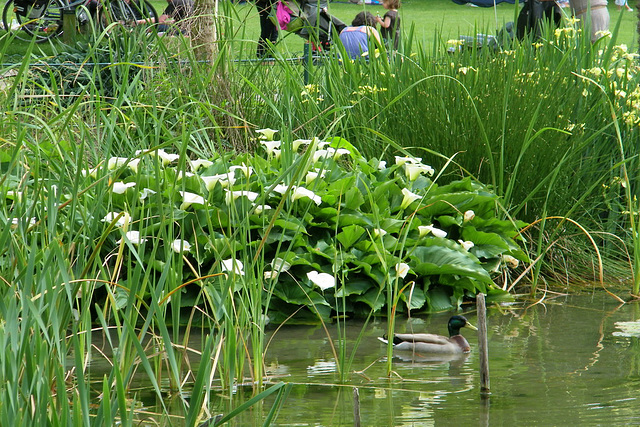 Arums et canard !