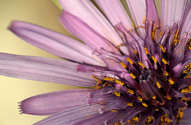 Patio Life: Salsify