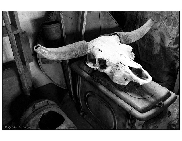 Trading Post steer skull black and white