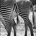 Zebras in black and white