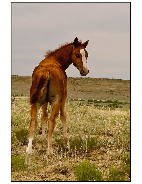 Nageezi Navajo Reservation Land Filly