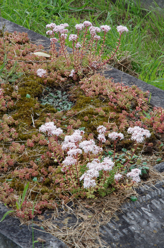 stonecrop, moss and green glass chips