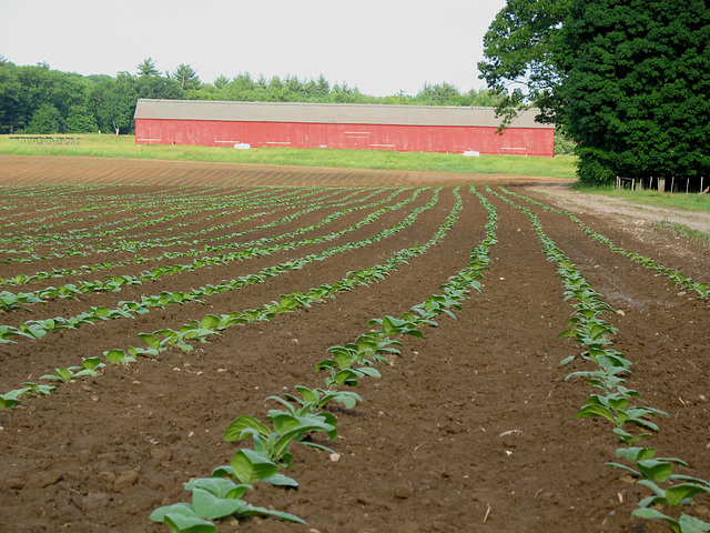 Tobacco field