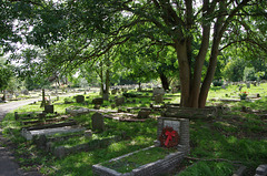 under a spreading tree