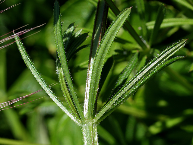 Galium aparine - Gratteron (3)