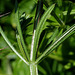 Galium aparine - Gratteron (3)