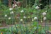 Leeks, flowering